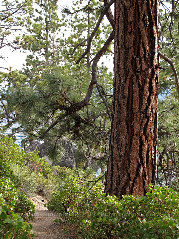 Jeffrey pine (Pinus jeffreyi) [Chimney Beach-Secret Cove Trail, Lake Tahoe Basin, Carson City, Nevada]