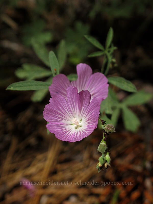 waxy checker-mallow (Sidalcea glaucescens) [Shirley Canyon Trail, Squaw Valley, Placer County, California]