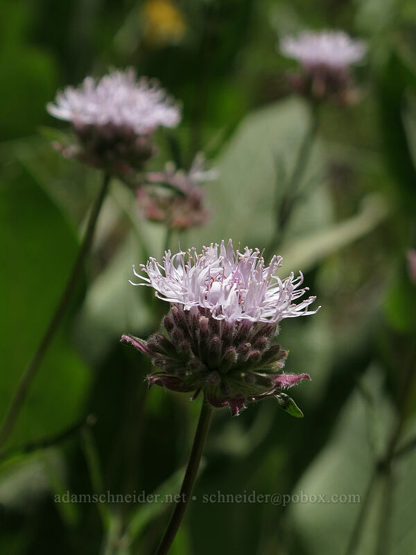 mountain pennyroyal (coyote mint) (Monardella odoratissima) [Shirley Canyon Trail, Squaw Valley, Placer County, California]