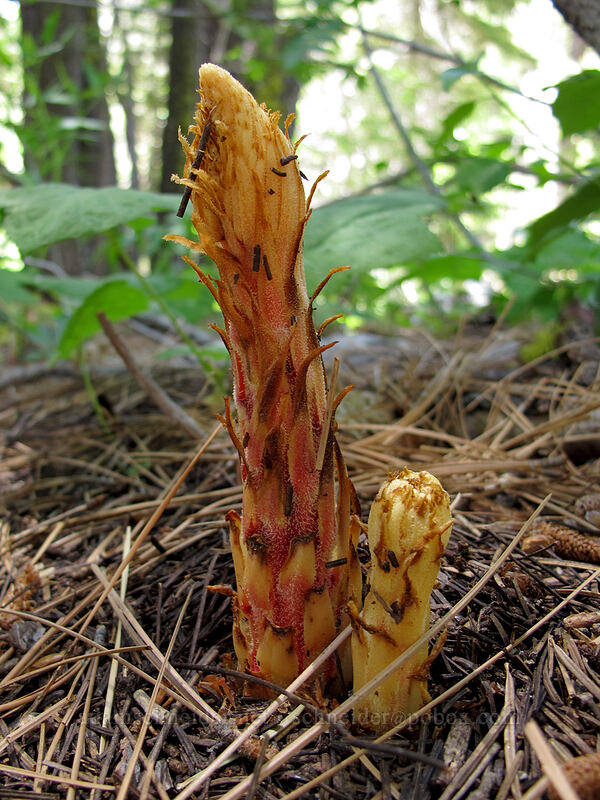 pinedrops (Pterospora andromedea) [Shirley Canyon Trail, Squaw Valley, Placer County, California]