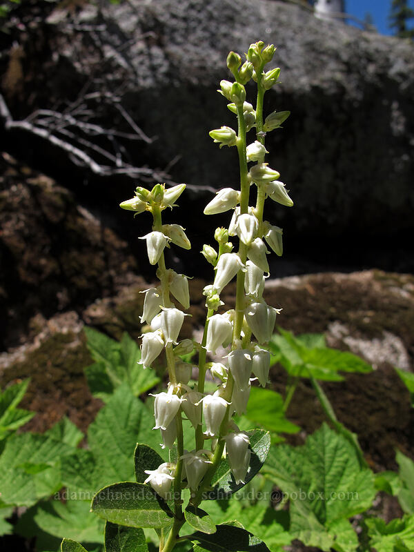 Sierra laurel (Leucothoe davisiae) [Shirley Canyon Trail, Squaw Valley, Placer County, California]