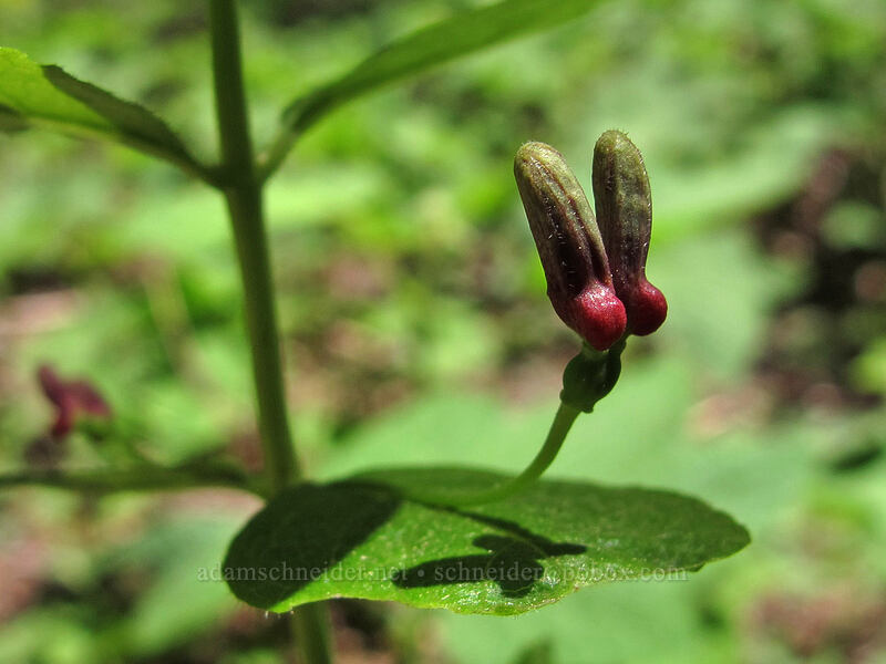 purple-flower honeysuckle buds (Lonicera conjugialis) [Shirley Canyon Trail, Squaw Valley, Placer County, California]