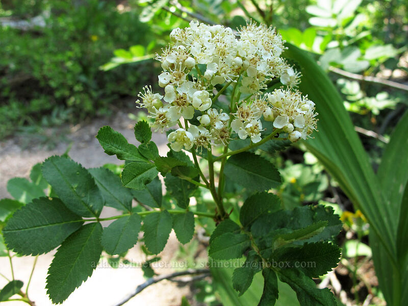 California mountain-ash (Sorbus californica) [Shirley Canyon Trail, Squaw Valley, Placer County, California]