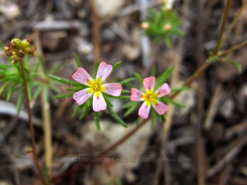 whiskerbrush (Leptosiphon ciliatus (Linanthus ciliatus)) [Shirley Canyon Trail, Squaw Valley, Placer County, California]