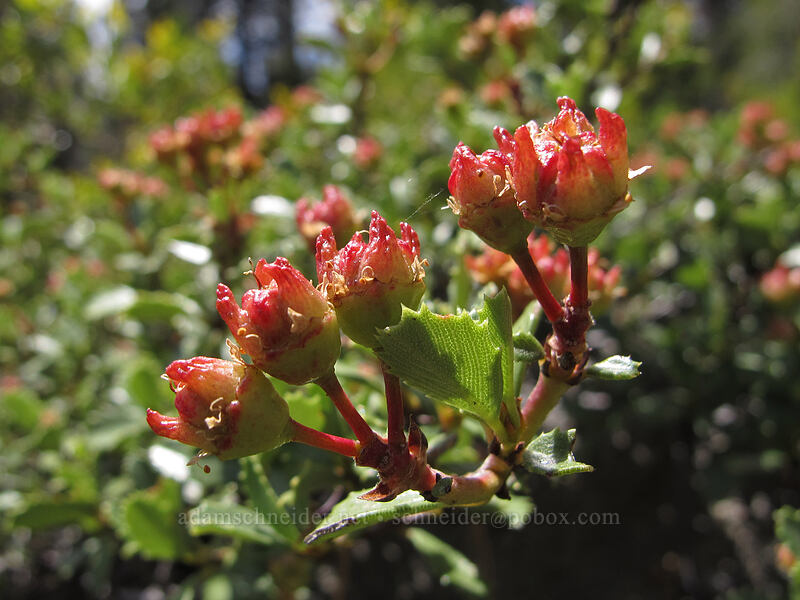 mahala mat (Ceanothus prostratus) [Shirley Canyon Trail, Squaw Valley, Placer County, California]