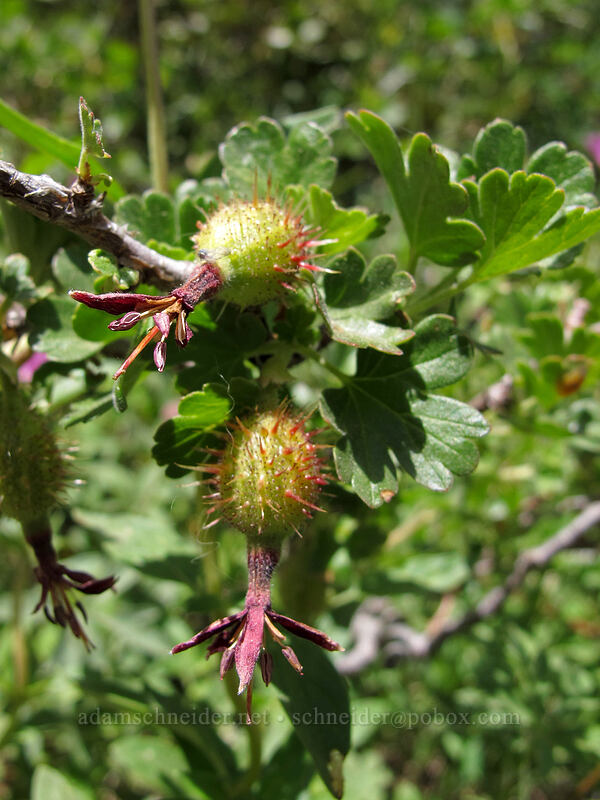 Sierra gooseberry (Ribes roezlii) [Shirley Canyon Trail, Squaw Valley, Placer County, California]