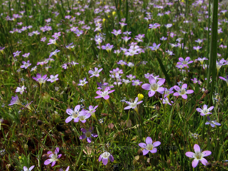Bridges' pincushion-plant (Navarretia leptalea ssp. bicolor (Gilia leptalea ssp. bicolor)) [Shirley Canyon Trail, Squaw Valley, Placer County, California]