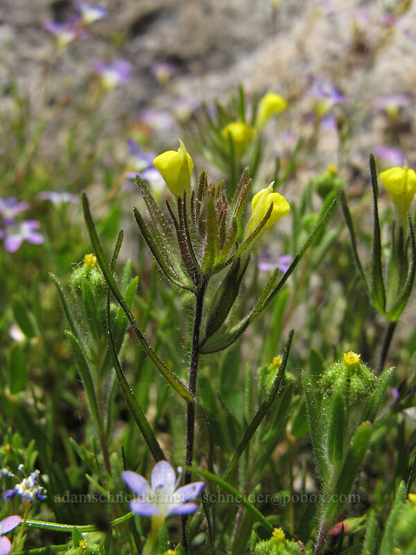 hairy owl's clover (Castilleja tenuis (Orthocarpus hispidus)) [Shirley Canyon Trail, Squaw Valley, Placer County, California]