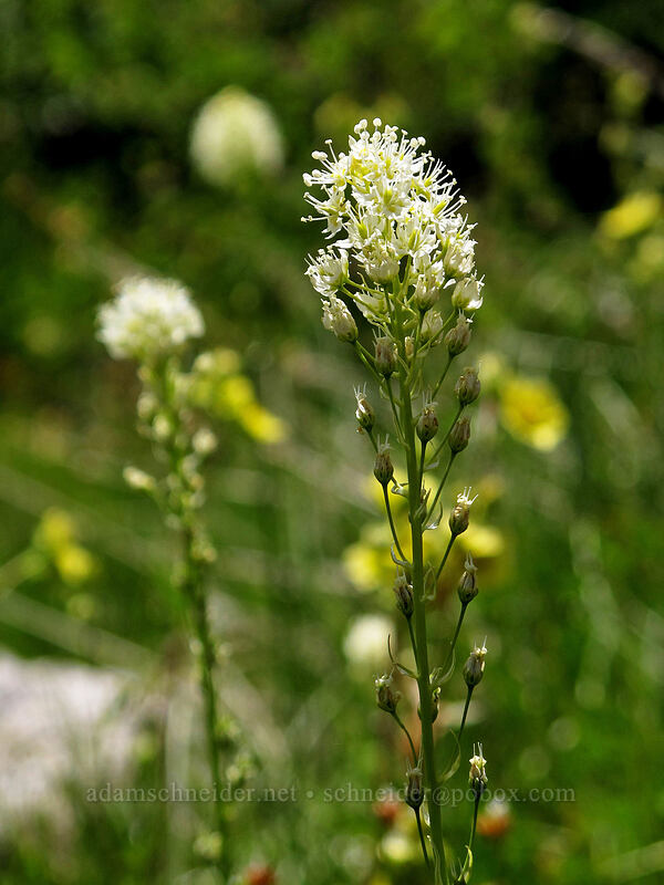 death-camas (Toxicoscordion sp. (Zigadenus sp.)) [Shirley Canyon Trail, Squaw Valley, Placer County, California]