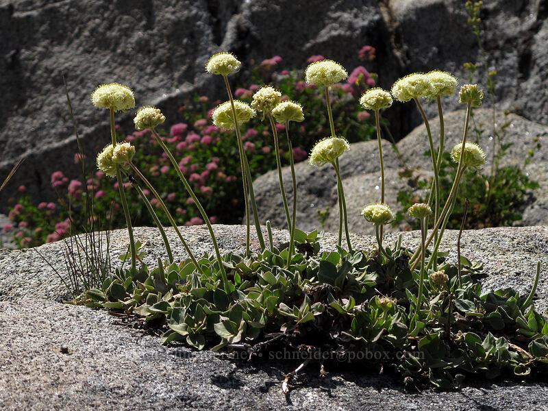 Bear Valley buckwheat (Eriogonum ursinum) [Shirley Canyon Trail, Squaw Valley, Placer County, California]