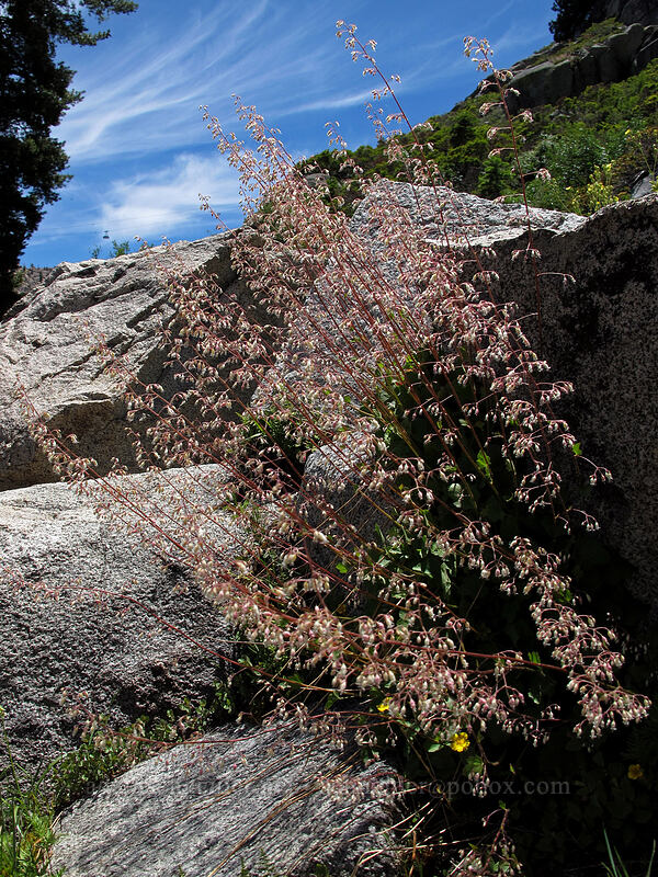 small-flowered alumroot (Heuchera micrantha) [Shirley Canyon Trail, Squaw Valley, Placer County, California]