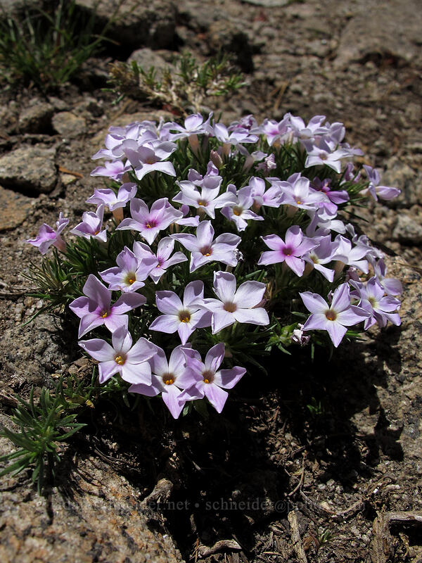 phlox (Phlox diffusa) [Shirley Canyon Trail, Squaw Valley, Placer County, California]