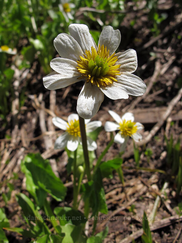 white marsh-marigold (Caltha biflora (Caltha leptosepala var. biflora)) [Shirley Canyon, Squaw Valley, Placer County, California]