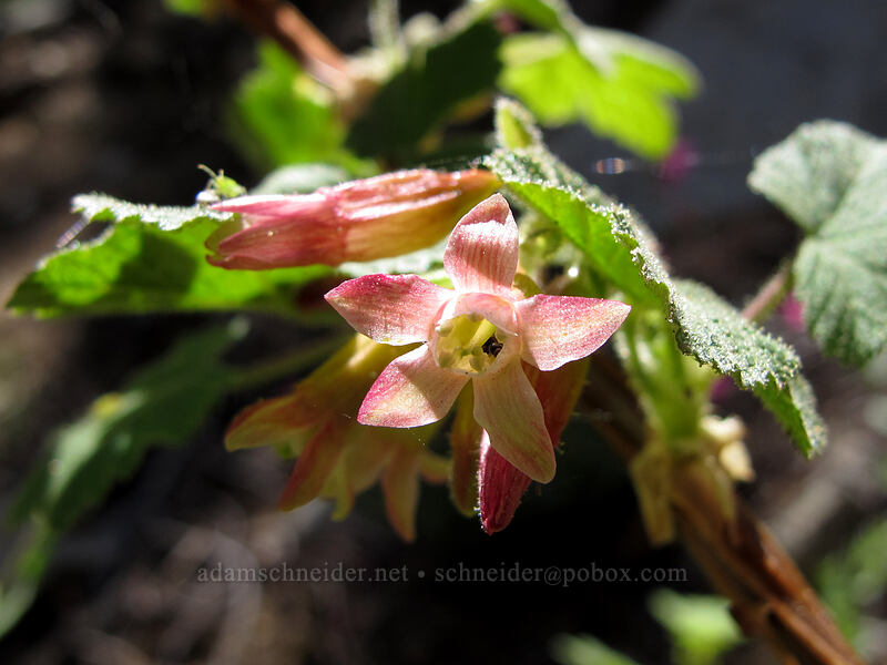 Sierra currant (Ribes nevadense) [Shirley Canyon, Squaw Valley, Placer County, California]