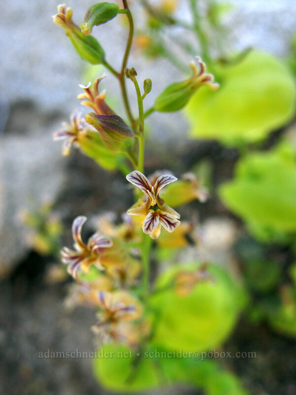 mountain jewelflower (Streptanthus tortuosus) [Shirley Canyon, Squaw Valley, Placer County, California]