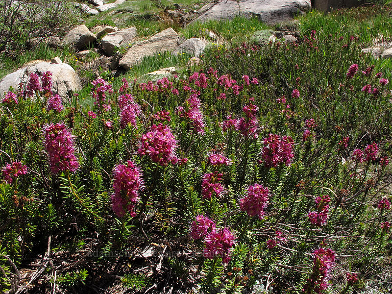 purple mountain heather (Phyllodoce breweri) [Shirley Canyon, Squaw Valley, Placer County, California]