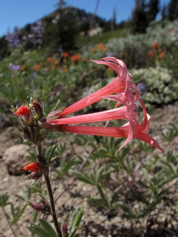 slender-tube skyrocket (Ipomopsis tenuituba) [Emigrant Peak, Squaw Valley, Placer County, California]