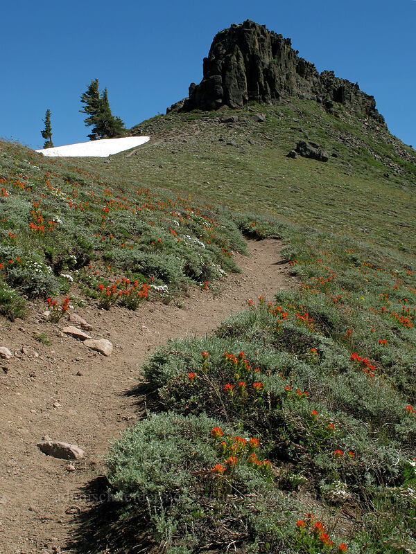 Emigrant Crags & paintbrush (Castilleja sp.) [Emigrant Peak, Squaw Valley, Placer County, California]