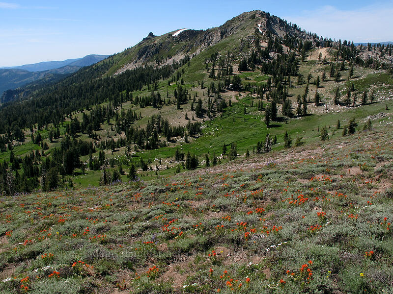 Granite Chief & paintbrush (Castilleja sp.) [Emigrant Peak, Squaw Valley, Placer County, California]