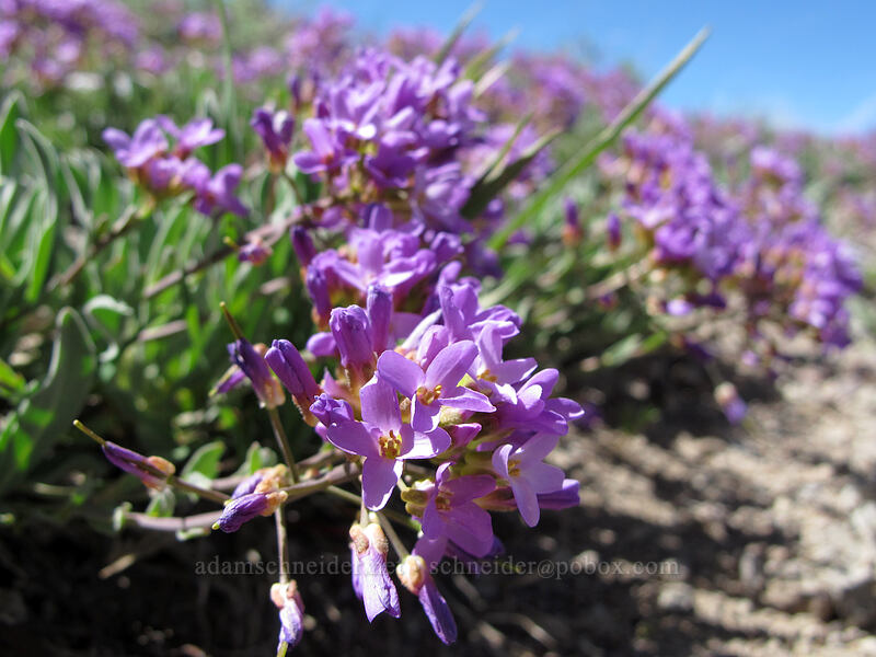 dagger pod (Phoenicaulis cheiranthoides) [Emigrant Peak, Squaw Valley, Placer County, California]