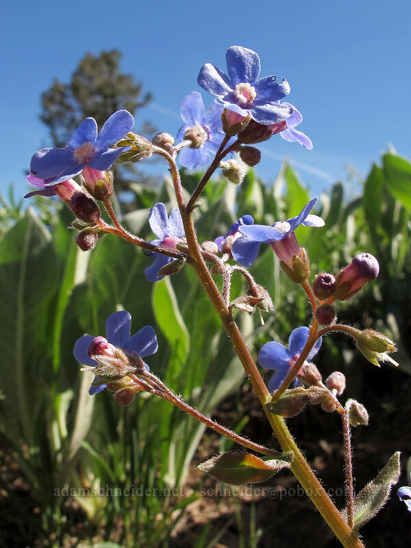 Sierra stickseed (Hackelia nervosa) [High Camp, Squaw Valley, Placer County, California]