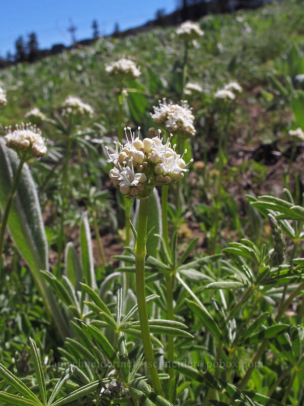California valerian (Valeriana californica) [High Camp, Squaw Valley, Placer County, California]