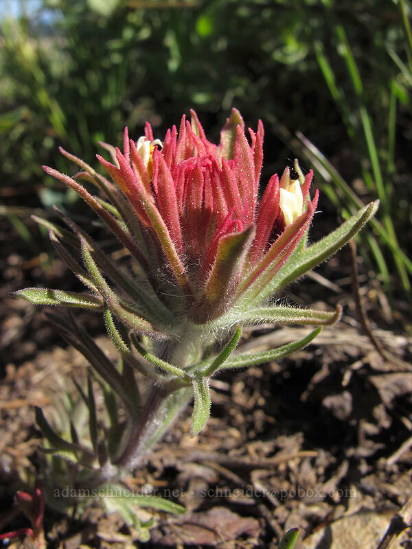 alpine paintbrush (Castilleja nana) [High Camp, Squaw Valley, Placer County, California]