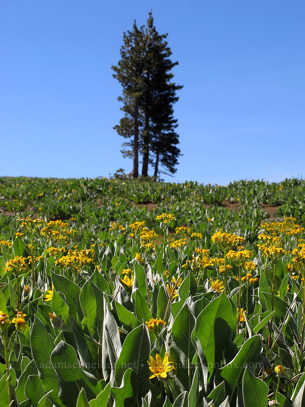 mule's ears & groundsel (Wyethia mollis, Senecio integerrimus) [High Camp, Squaw Valley, Placer County, California]
