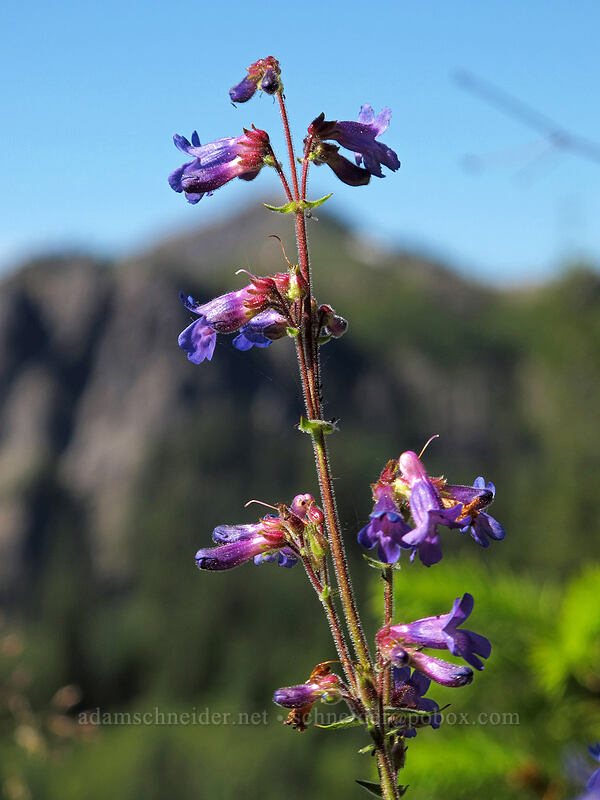 fine-toothed penstemon (Penstemon subserratus) [Sunrise Trail, Gifford Pinchot National Forest, Skamania County, Washington]