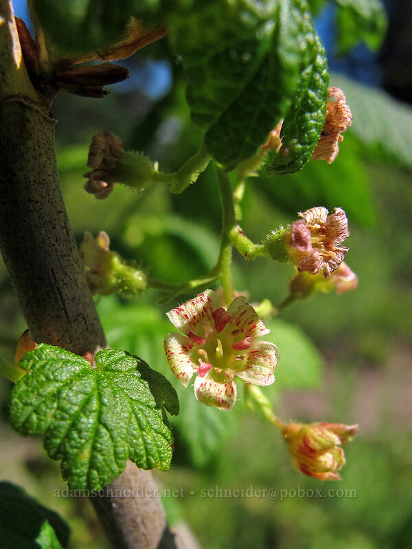 maple-leaf currant flowers (Ribes acerifolium (Ribes howellii)) [Sunrise Trail, Gifford Pinchot National Forest, Skamania County, Washington]