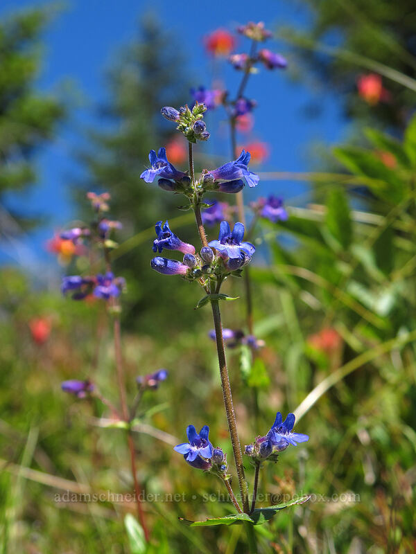 fine-toothed penstemon (Penstemon subserratus) [Sunrise connector trail (262A), Gifford Pinchot National Forest, Skamania County, Washington]