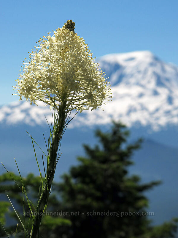 beargrass & Mt. Adams (Xerophyllum tenax) [Sunrise connector trail (262A), Gifford Pinchot National Forest, Skamania County, Washington]