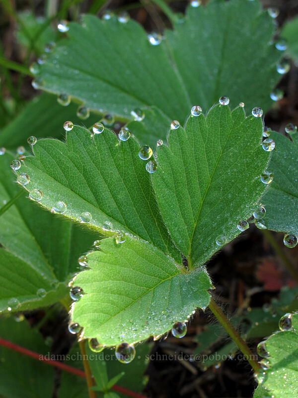 dew on strawberry leaves (Fragaria virginiana) [Sunrise connector trail (262A), Gifford Pinchot National Forest, Skamania County, Washington]