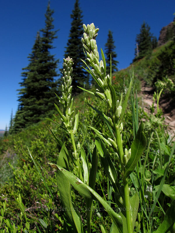 rainiera (Rainiera stricta (Luina stricta)) [Sunrise connector trail (262A), Gifford Pinchot National Forest, Skamania County, Washington]