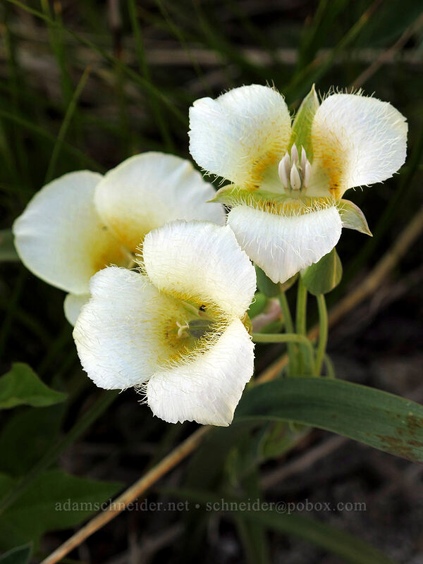 subalpine mariposa lily (Calochortus subalpinus) [Sunrise connector trail (262A), Gifford Pinchot National Forest, Skamania County, Washington]