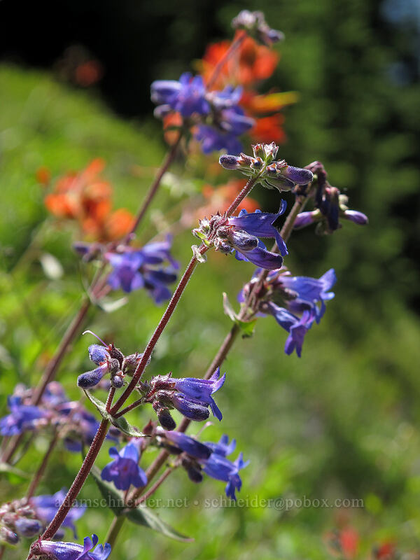 fine-toothed penstemon (Penstemon subserratus) [Sunrise connector trail (262A), Gifford Pinchot National Forest, Skamania County, Washington]