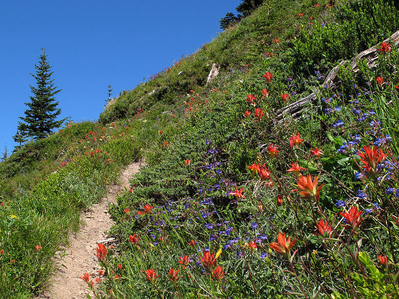 paintbrush & penstemon along the trail (Castilleja miniata, Penstemon subserratus) [Sunrise connector trail (262A), Gifford Pinchot National Forest, Skamania County, Washington]