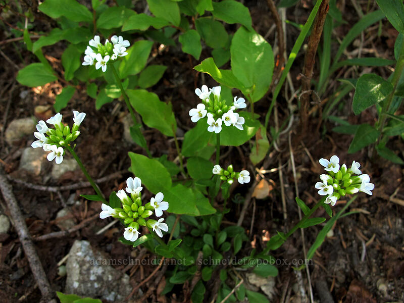 Cascade rock-cress (Arabis furcata) [Sunrise Peak Trail, Gifford Pinchot National Forest, Skamania County, Washington]