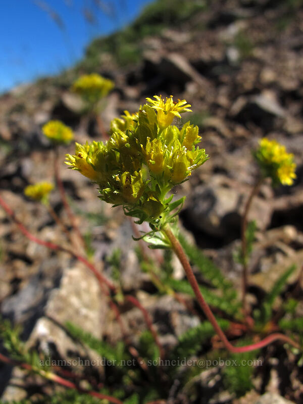 Gordon's ivesia (Ivesia gordonii (Potentilla gordonii)) [Sunrise Peak Trail, Gifford Pinchot National Forest, Skamania County, Washington]