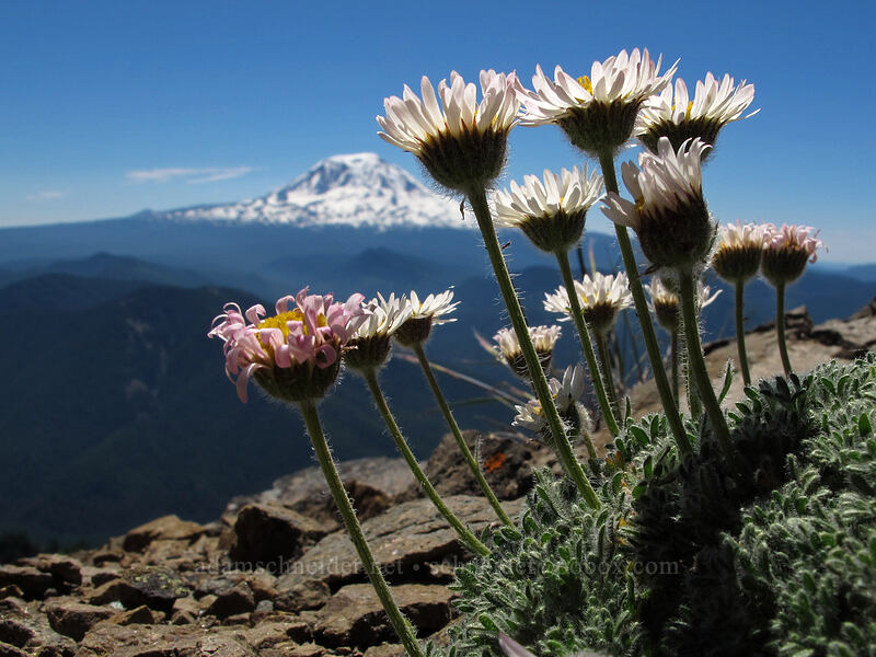 cut-leaf fleabane (Erigeron compositus) [Sunrise Peak, Gifford Pinchot National Forest, Skamania County, Washington]