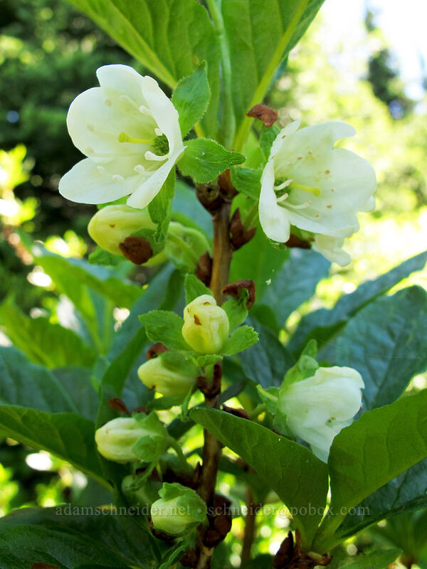 white rhododendron (Rhododendron albiflorum) [Juniper Ridge Trail, Gifford Pinchot National Forest, Skamania County, Washington]