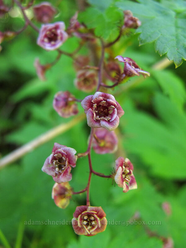 prickly currant (Ribes lacustre) [Juniper Ridge Trail, Gifford Pinchot National Forest, Skamania County, Washington]