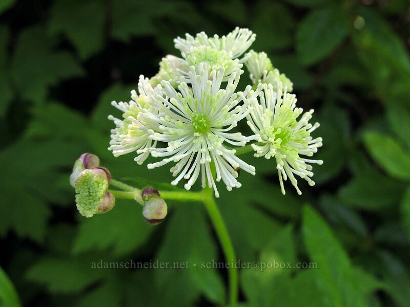 western bugbane (Trautvetteria caroliniensis) [Juniper Ridge Trail, Gifford Pinchot National Forest, Skamania County, Washington]