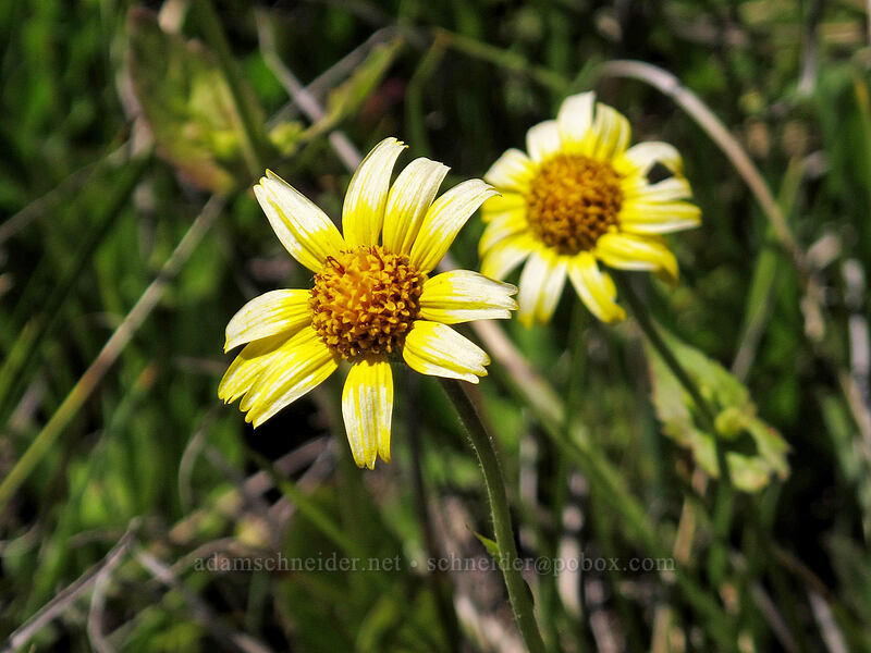 broadleaf arnica, fading (Arnica latifolia) [Juniper Ridge Trail, Gifford Pinchot National Forest, Skamania County, Washington]