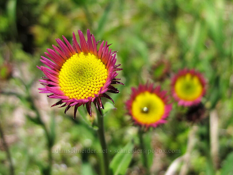 subalpine fleabane (Erigeron glacialis var. glacialis) [Juniper Ridge Trail, Gifford Pinchot National Forest, Skamania County, Washington]