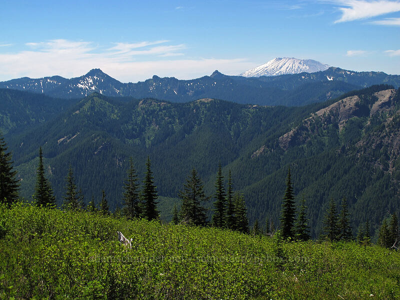 Craggy Peak, Shark Rock, Badger Peak, & Mt. St. Helens [Juniper Ridge Trail, Gifford Pinchot National Forest, Skamania County, Washington]