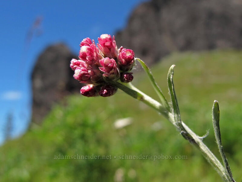 rosy pussy-toes (Antennaria rosea) [Jumbo Peak, Gifford Pinchot National Forest, Skamania County, Washington]