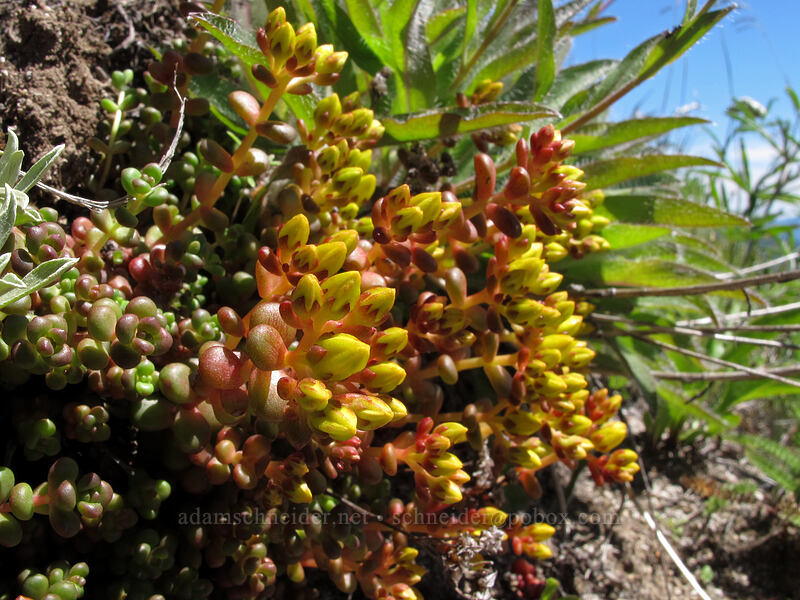 spreading stonecrop (Sedum divergens) [Jumbo Peak, Gifford Pinchot National Forest, Skamania County, Washington]