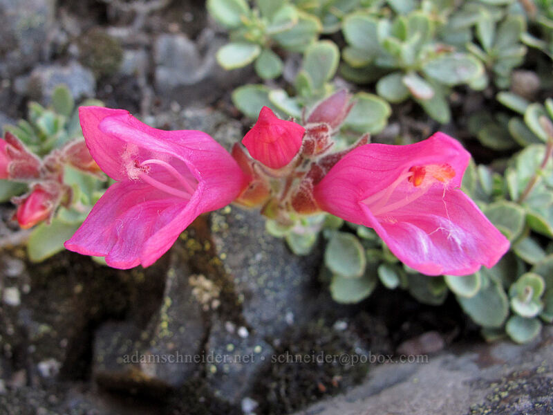 cliff penstemon (Penstemon rupicola) [Jumbo Peak, Gifford Pinchot National Forest, Skamania County, Washington]