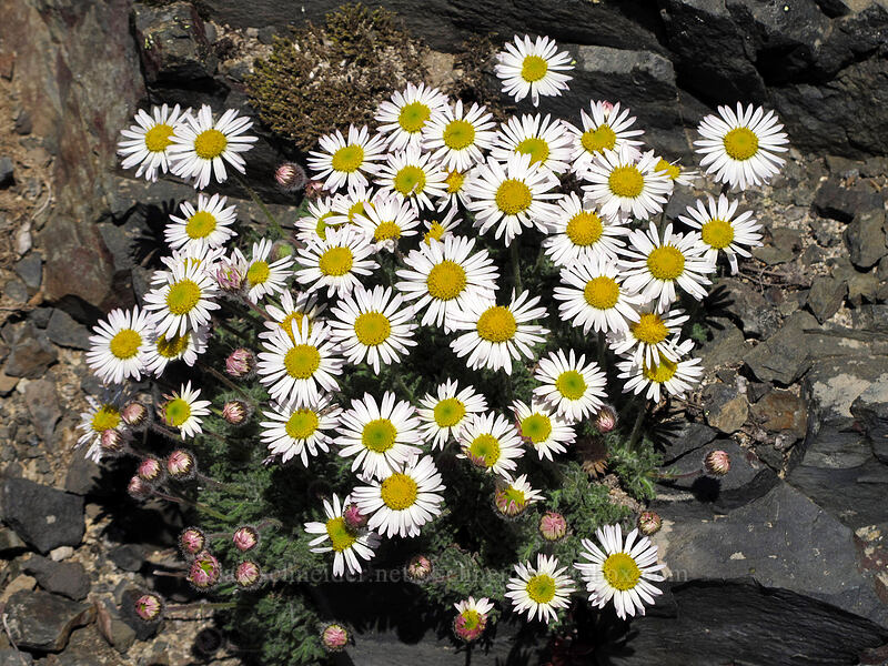 cut-leaf fleabane (Erigeron compositus) [Jumbo Peak, Gifford Pinchot National Forest, Skamania County, Washington]